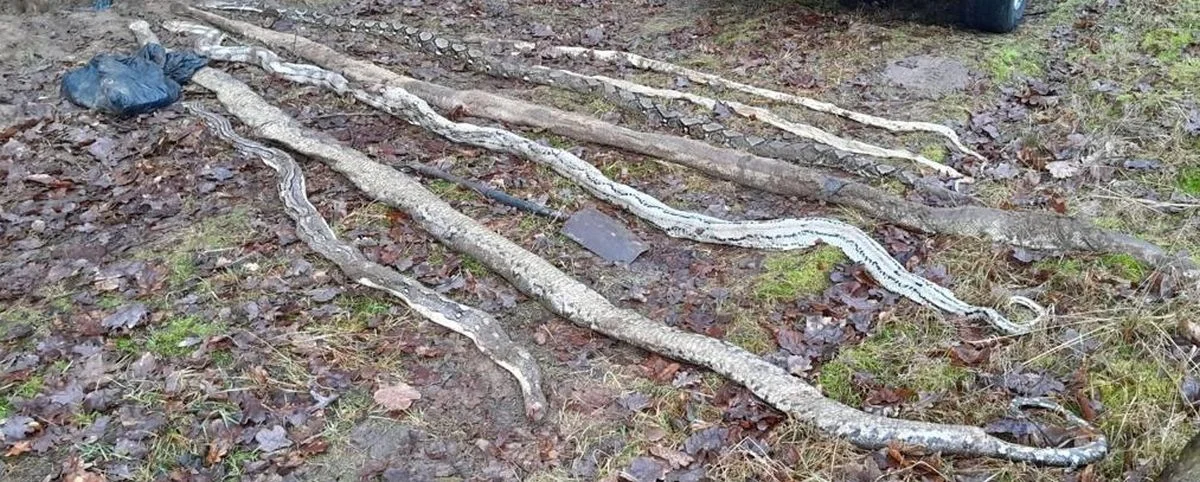 Znaleziono 8 martwych węży w lesie w Tarnowie Podgórnym. Policja poszukuje ich właściciela - Zdjęcie główne