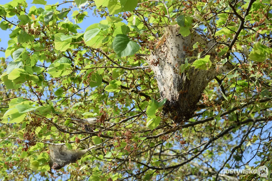 Kokony - oprzędy i gąsienice na lipach w Gostyniu