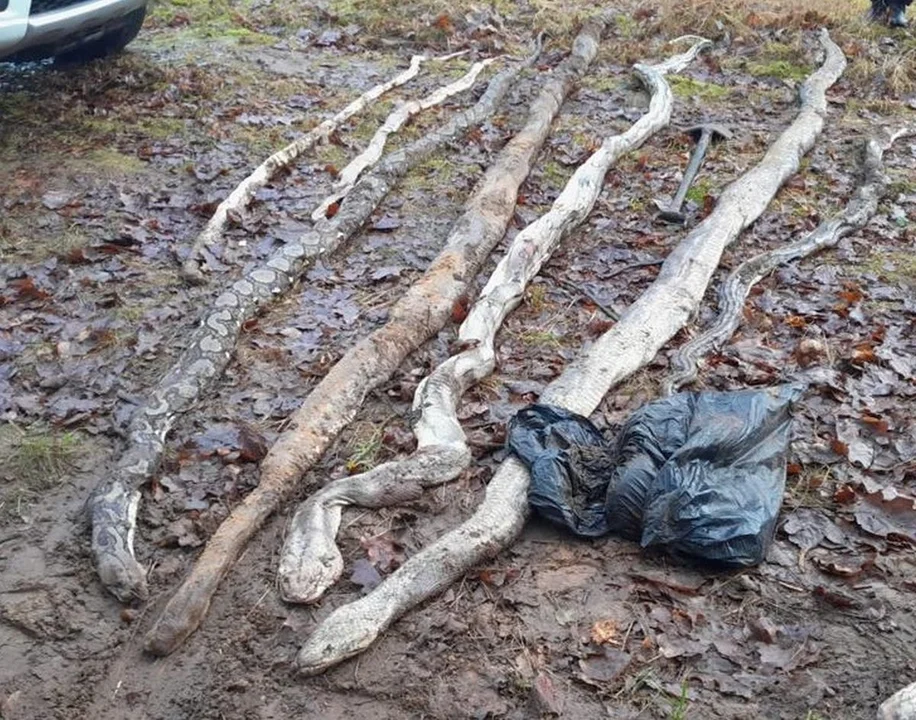 Znaleziono 8 martwych węży w lesie w Tarnowie Podgórnym. Policja poszukuje ich właściciela