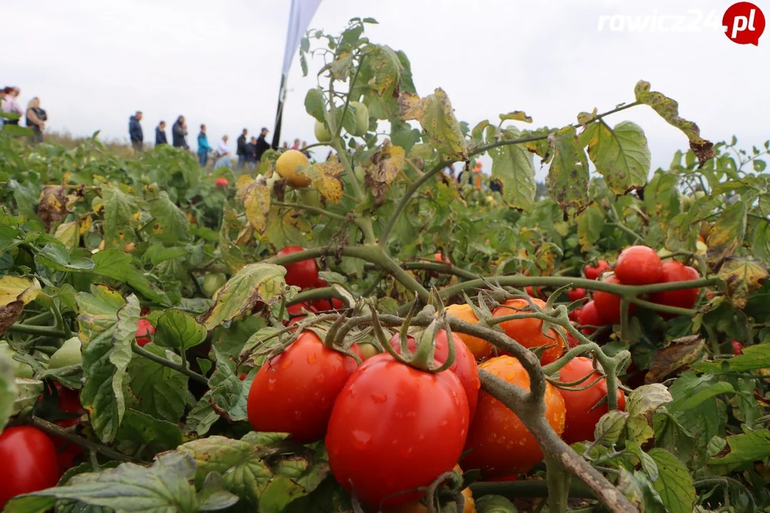 Święto Pomidora w Rogożewie (2022)