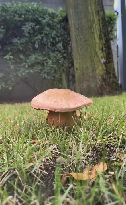 Grzybobranie pod biurem Nadleśnictwa Jarocin