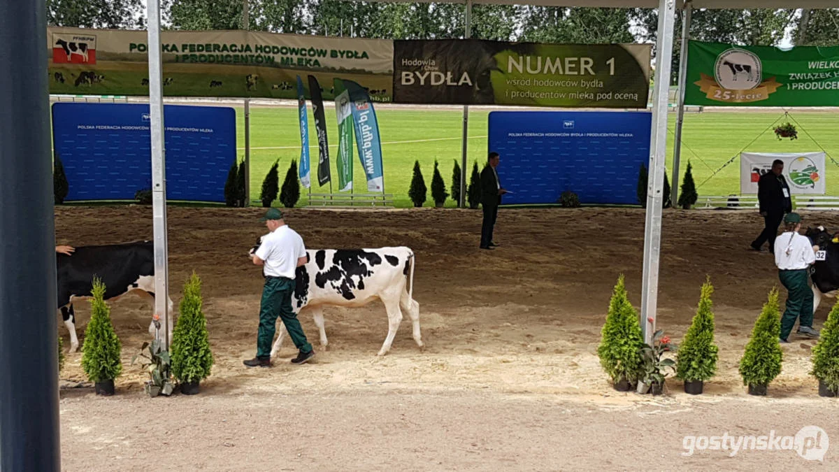 Jubileuszowa, bo XV Regionalna Wystawa Zwierząt Hodowlanych w Pudliszkach