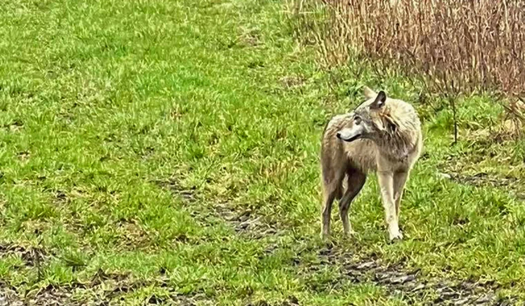 Orał pole i zobaczył wilka. Niecodzienne spotkanie w okolicach Lutyni i Orpiszewka [ZDJĘCIA] - Zdjęcie główne