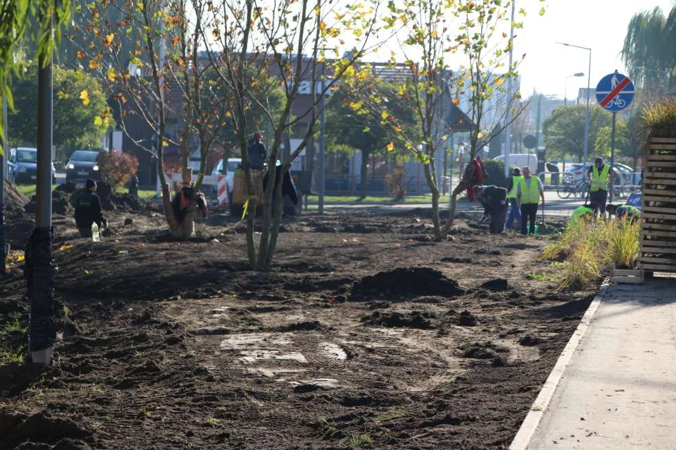 Nasadzenie zieleni w centrum Jarocina