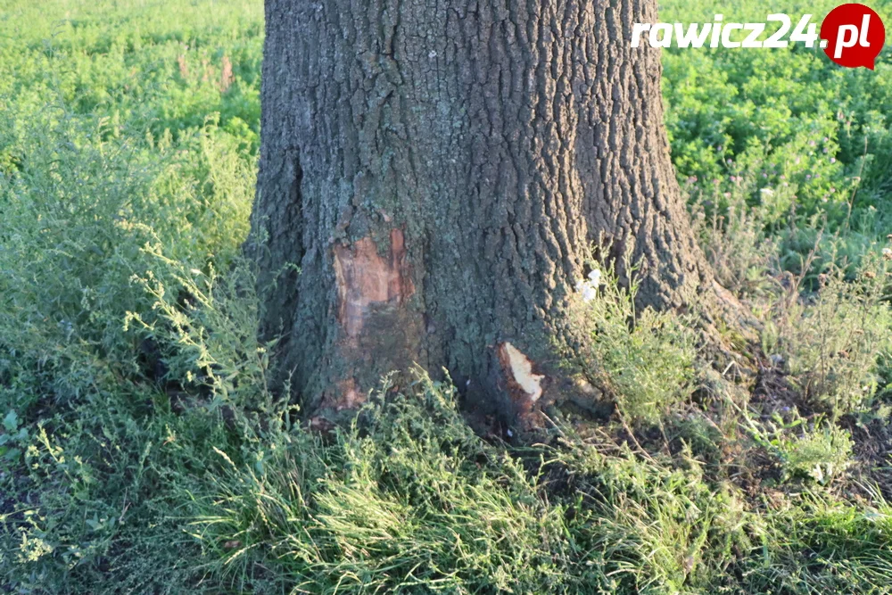 Dachowanie pod Dąbrową