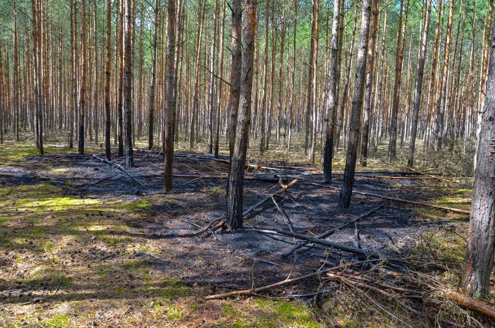 Pożary lasów w gminie Jarocin