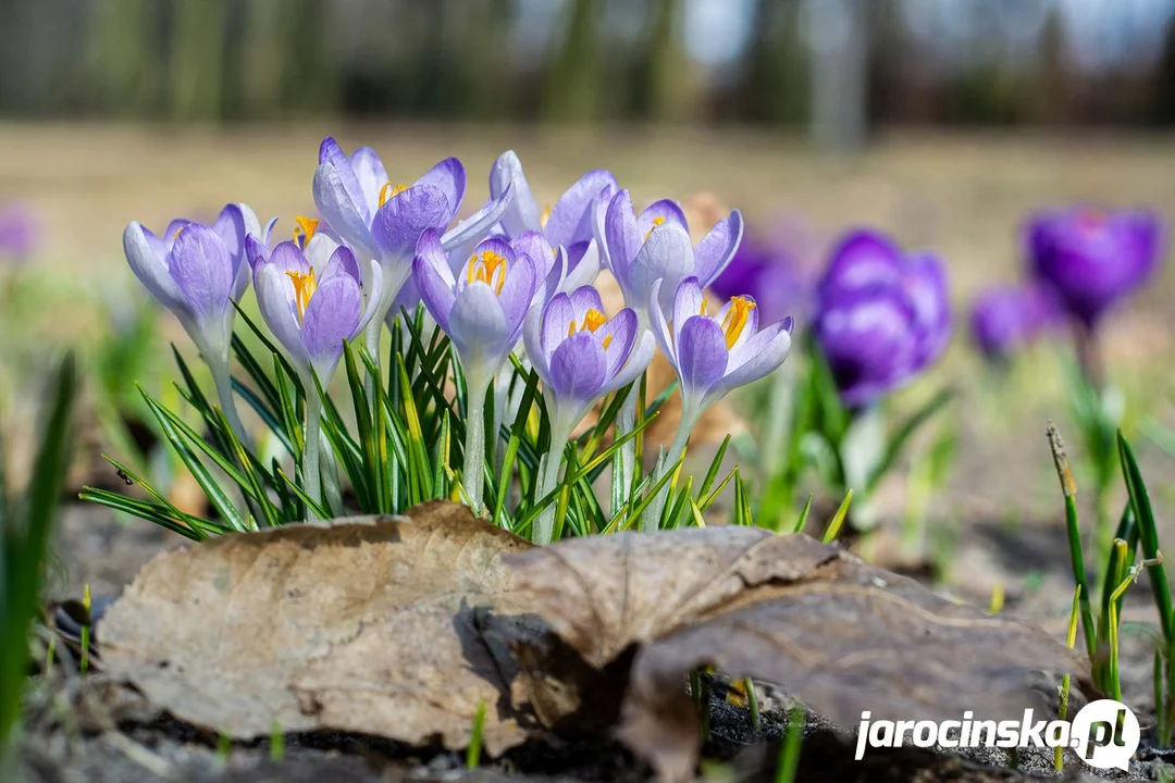 To już - mamy pierwsze oznaki wiosny w Jarocinie. Zobaczcie ZDJĘCIA