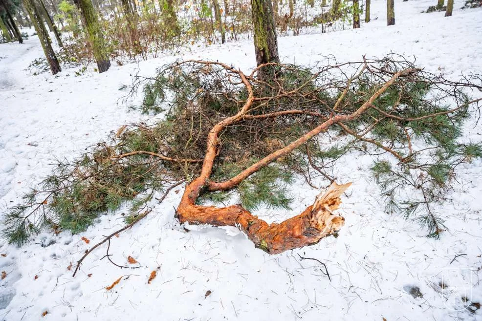 Sprzątanie po śnieżycy w gminie Jarocin
