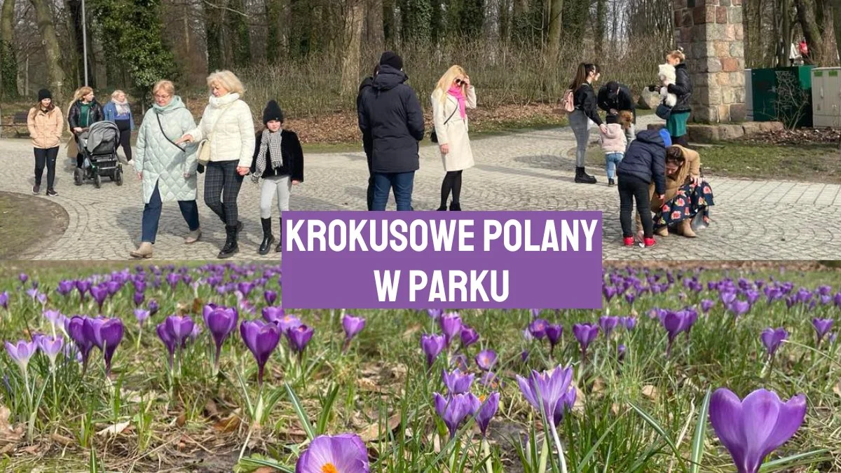 Krokusowe polany w Parku Radolińskich