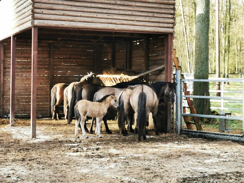 Nowi mieszkańcy w Pokazowej Zagrodzie Zwierząt w Gołuchowie [ZDJĘCIA] - Zdjęcie główne