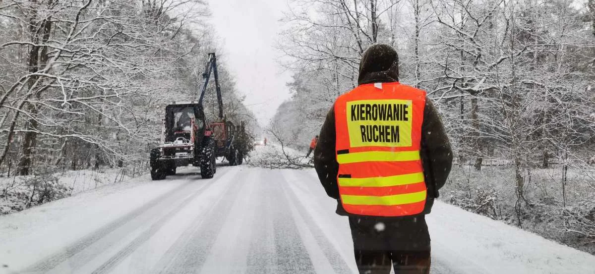 Wycinają drzewa na trasie Jarocin - Roszków - Zdjęcie główne