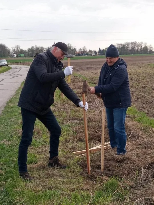 Akcja sadzenia drzew w gminie Krotoszyn