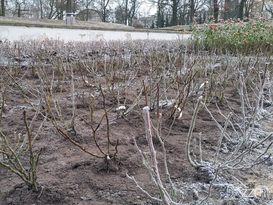 Prawie 4 tysiące róż zakwitnie wiosną na poznańskiej Cytadeli - Zdjęcie główne