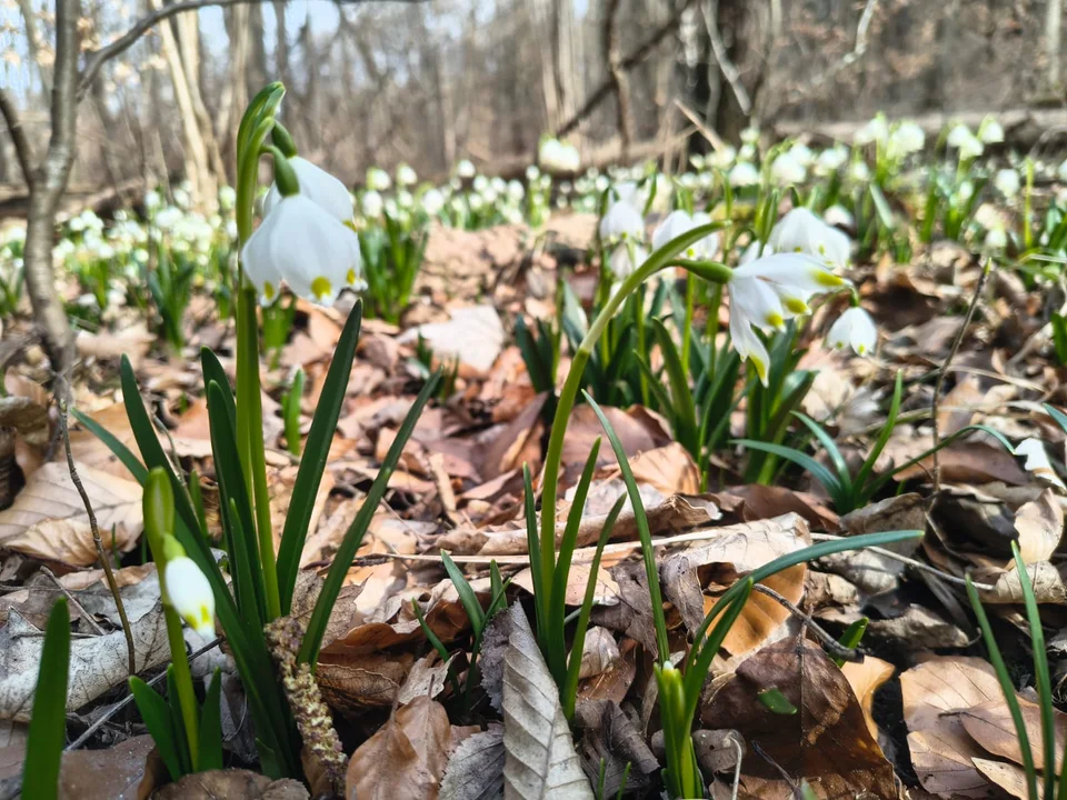 „Śnieżycowy Jar” otwiera się dla turystów. Najbardziej spektakularnie wygląda właśnie teraz