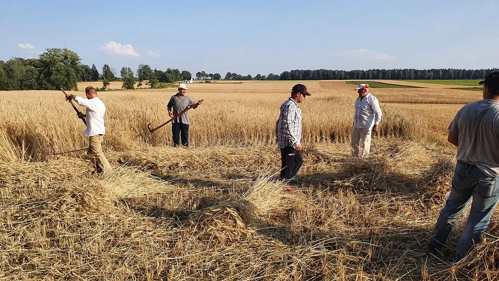 W Jedlcu zorganizowano wyjątkowe żniwa