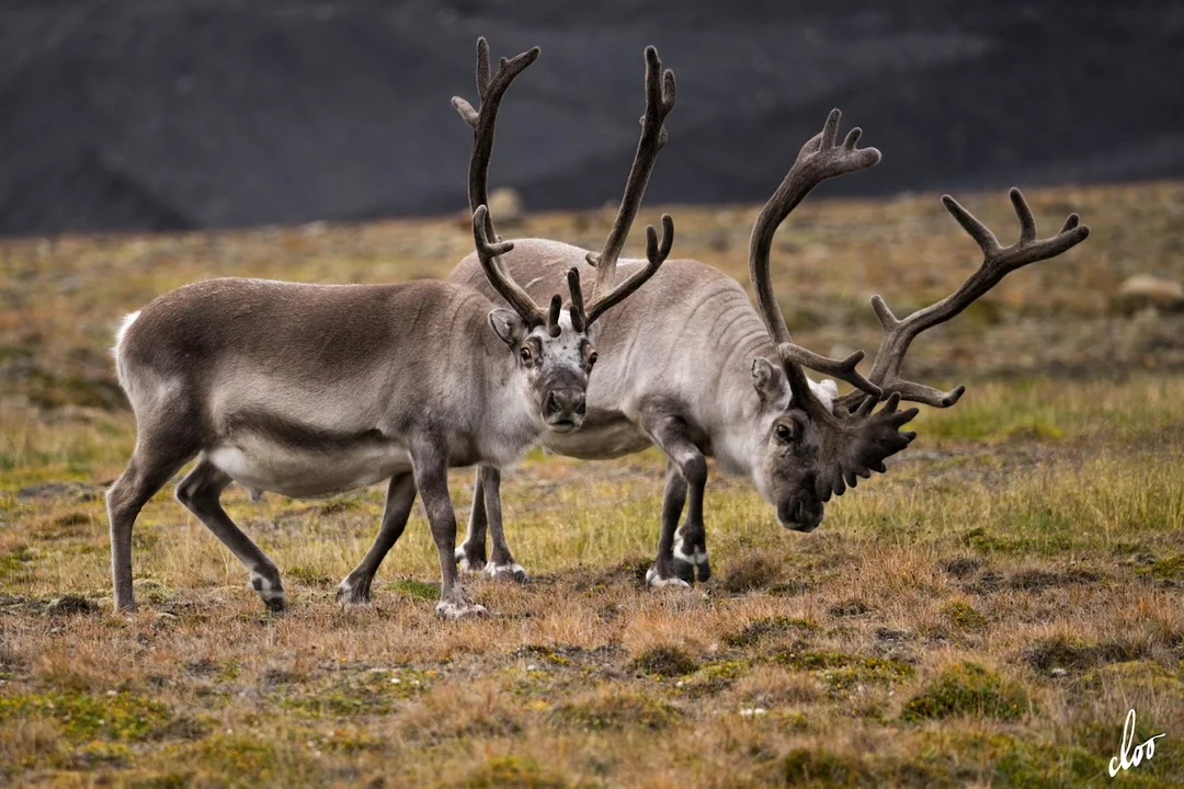 Wyprawa pleszewian na Spitsbergen