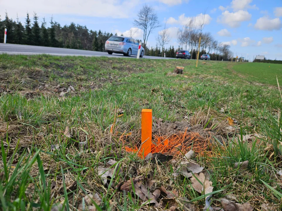 Paliki przy drodze wojewódzkiej nr 443 zaintrygowały mieszkańców. Co oznaczają?