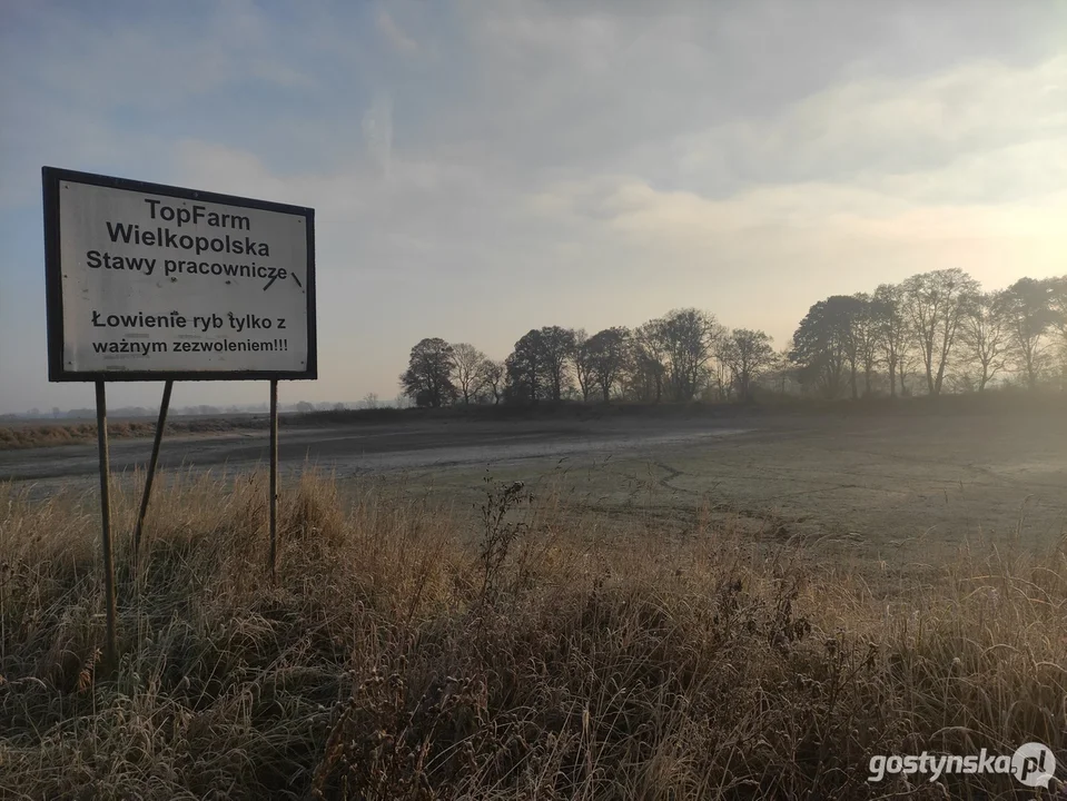 W stawie w Żytowiecku znaleziono kilka ton martwych ryb