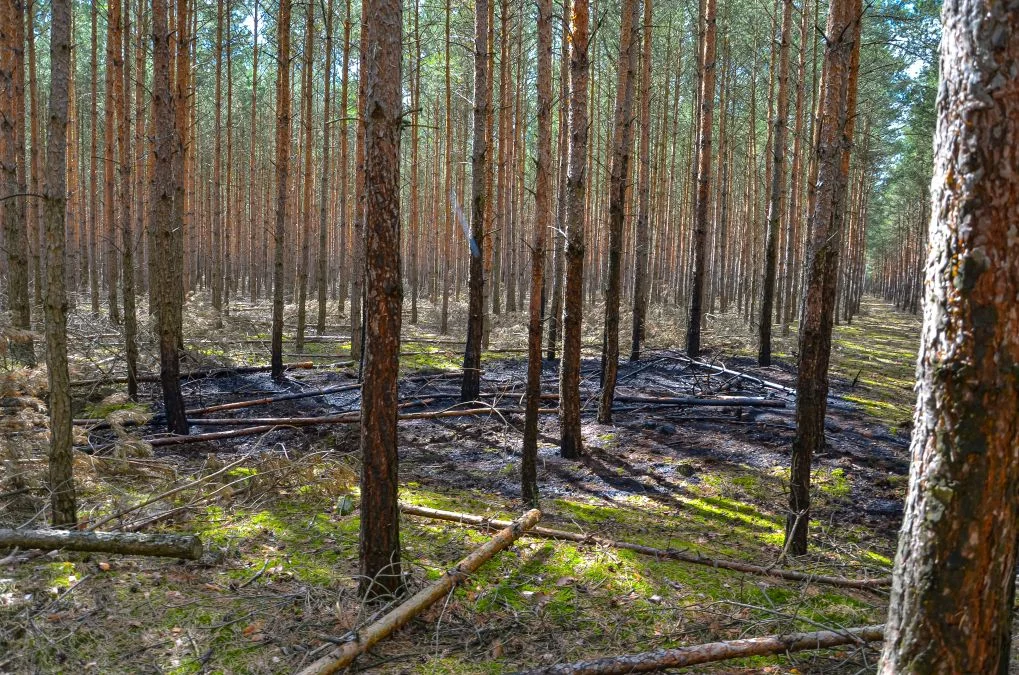 Pożary lasów w gminie Jarocin