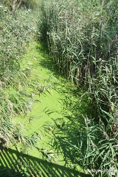 Przebudowa mostu na drodze Pudliszki - Rokosowo