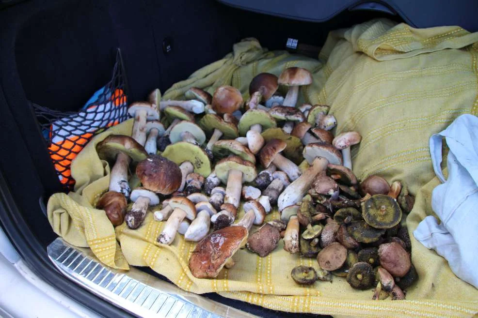 Mieszkaniec Tarzec zebrał prawie cały bagażnik grzybów w 1,5 godziny [ZDJĘCIA] - Zdjęcie główne