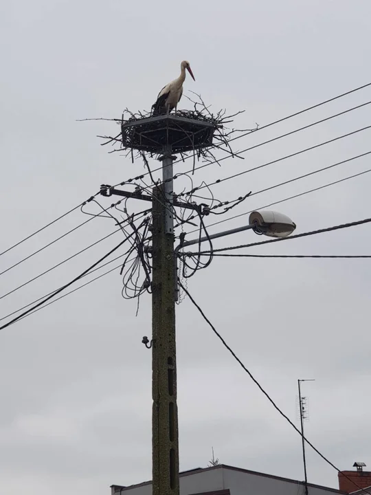 Bociany w powiecie gostyńskim zwiastują wiosnę