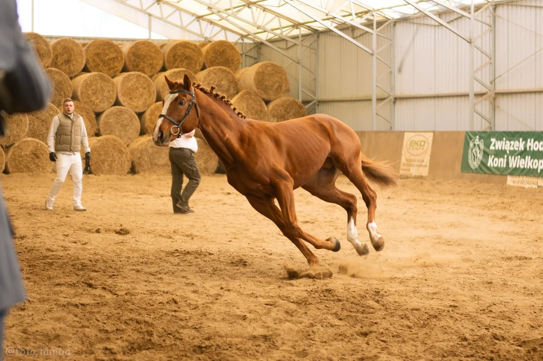 Szlachetne konie i wyjątkowa atmosfera. Niezwykłe widowisko w Starej Stajni [ZDJĘCIA]