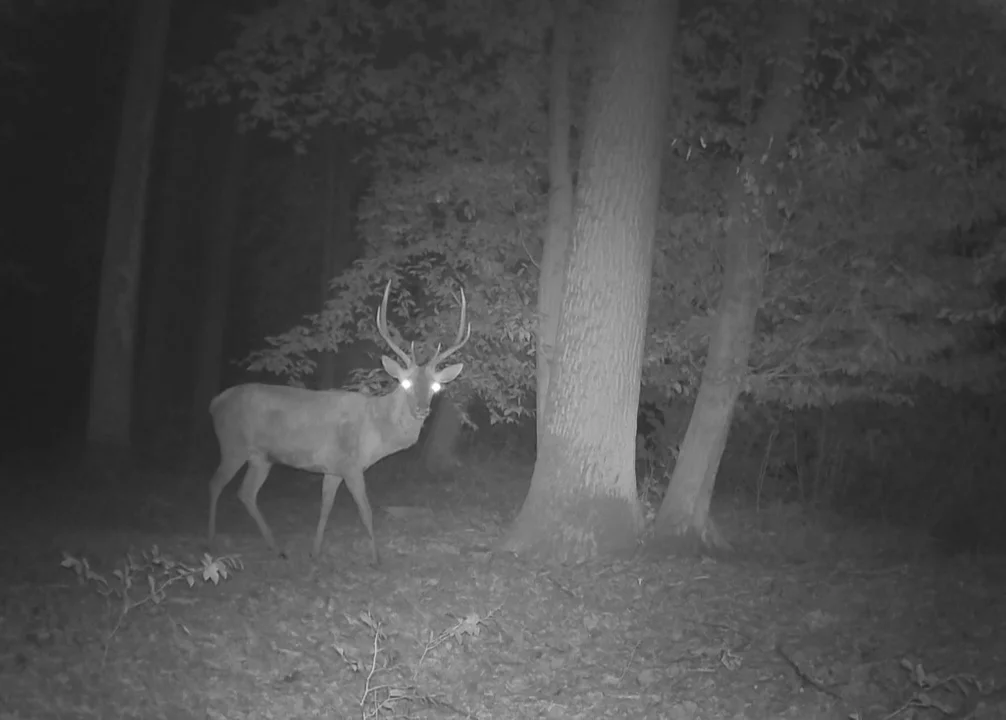 Fotopułapka zarejestrowała mieszkańców smoszewskiego lasu [ZDJĘCIA I FILM] - Zdjęcie główne