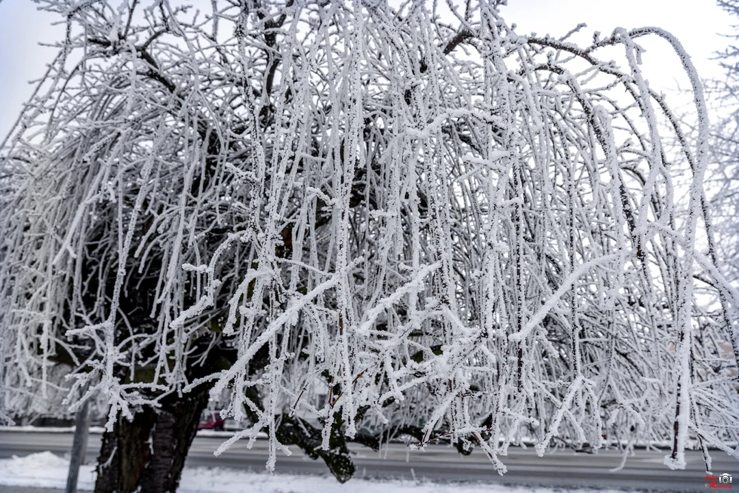 Skwerek przy ulicy Szenica w Pleszewie pięknie prezentuje się w zimowej aurze - Zdjęcie główne