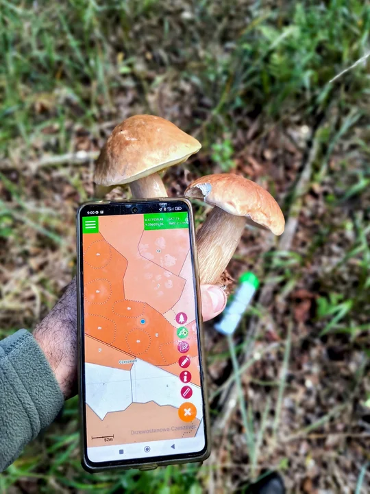 Grzybobranie w Nadleśnictwie Jarocin