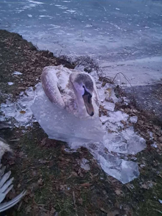 Zamarznięte łabędzie na zalewie w Roszkowie