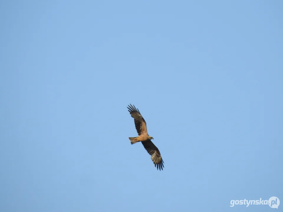 Kania czarna (Milvus migrans)
