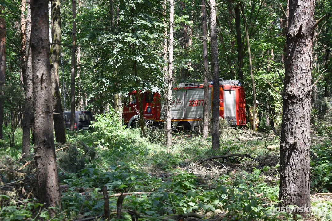 Pożar lasu na granicy powiatu gostyńskiego