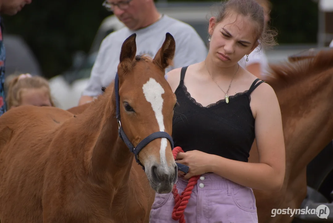 Regionalna wystawa koni hodowlanych w Pępowie