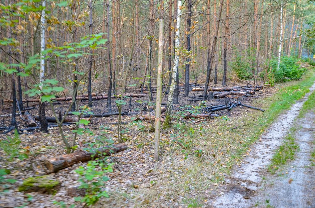 Pożar lasu w Tarcach