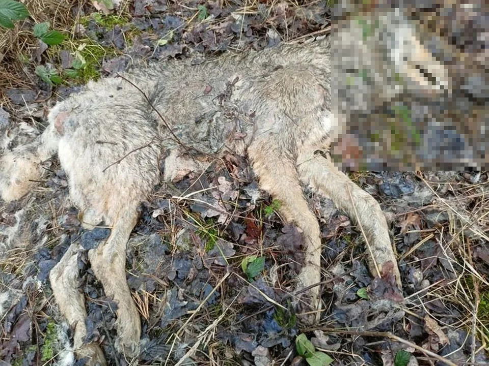 Martwego wilka z raną postrzałową znaleziono w gminie Żerków