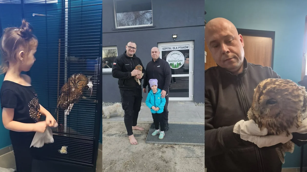 Przy ruchliwej drodze, ze złamanym skrzydłem. Pan Konrad i mała Emilka uratowali sowę