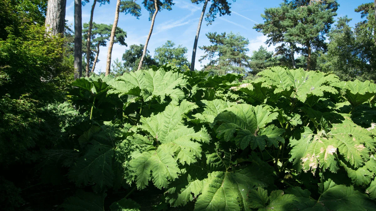 Gunnera ma ogromne liście