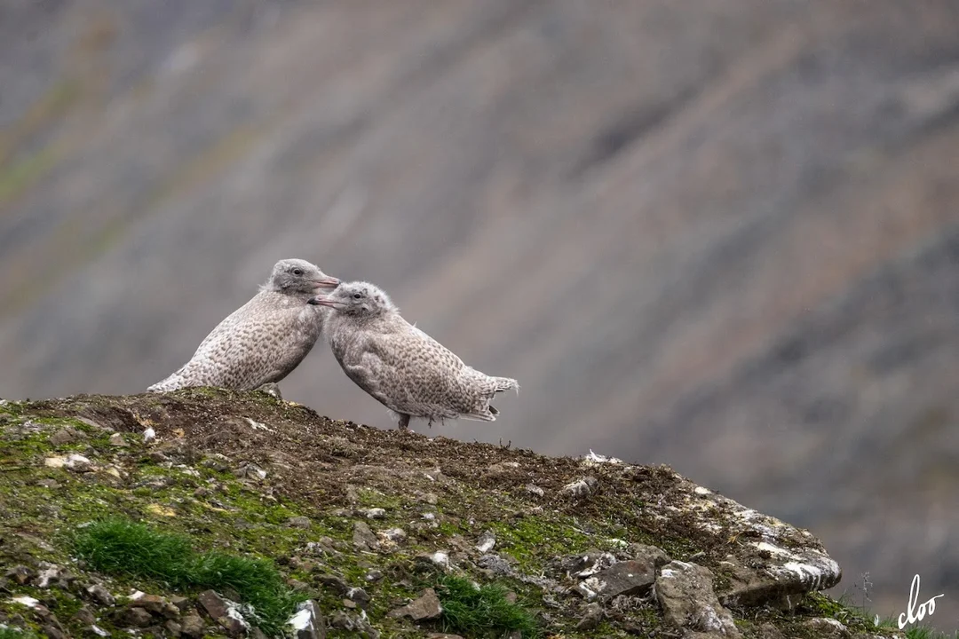 Wyprawa pleszewian na Spitsbergen