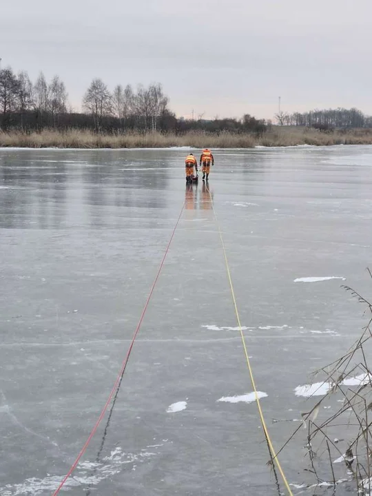 Zamarznięte łabędzie na zalewie w Roszkowie