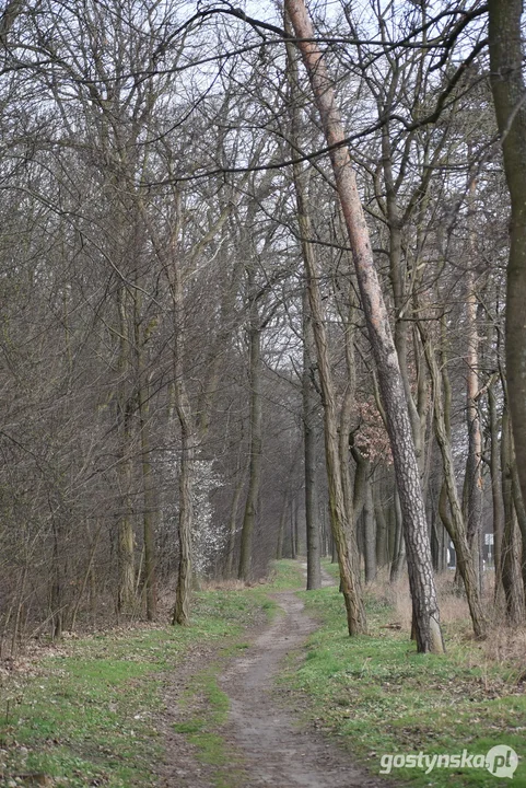 Budowa ścieżki pieszo-rowerowej Piaski-Gostyń