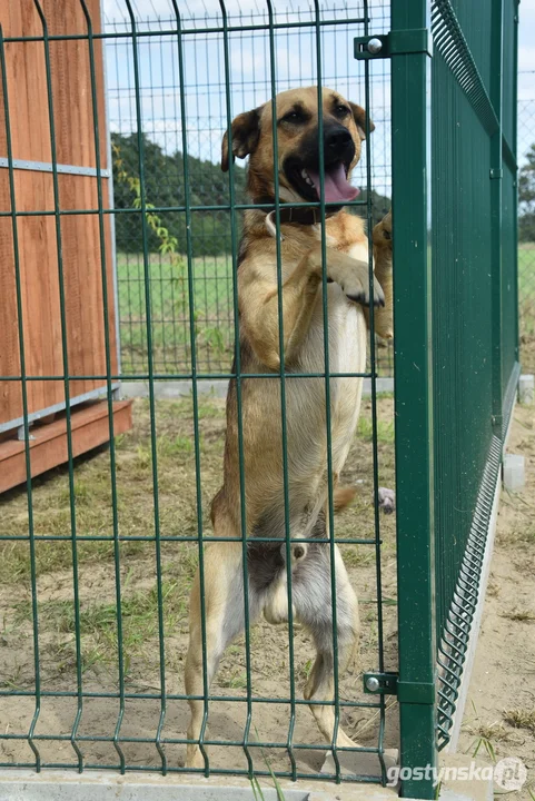 Rozbudowane przytulisko dla psów w Poniecu