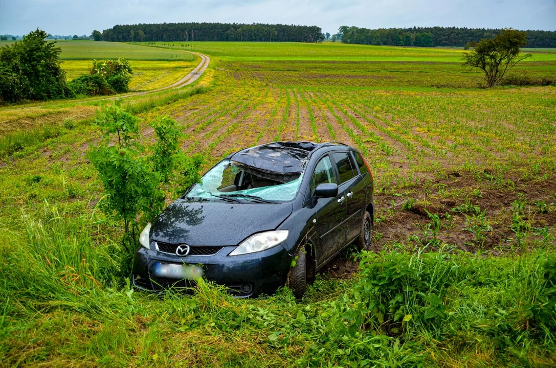 Kolizje ze zwierzętami na jarocińskich drogach. Ile trafiło do policyjnych statystyk? [ZDJECIA] - Zdjęcie główne