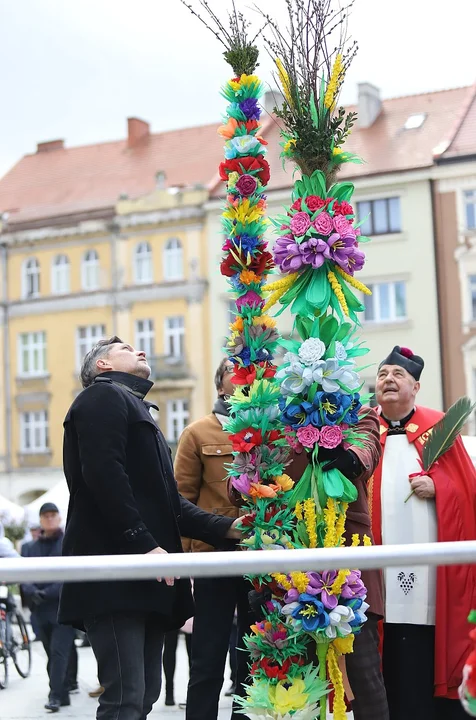 Najdłuższe palmy miały ponad 3 metry