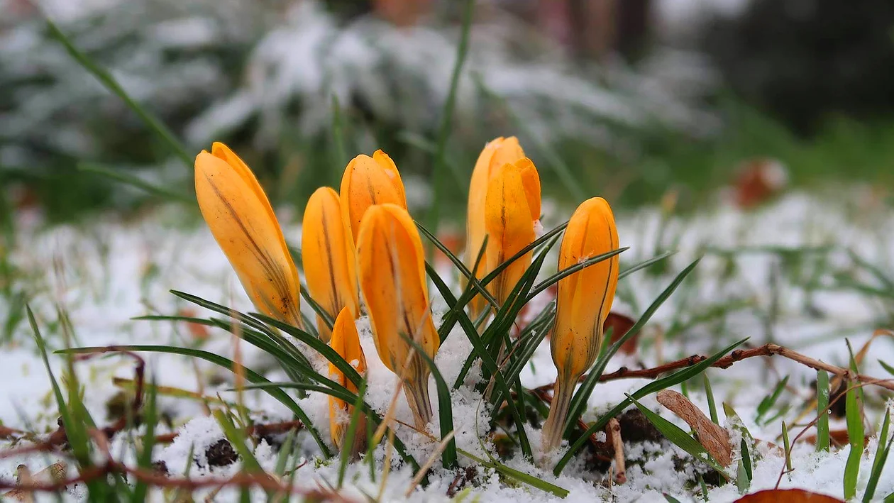 Kwiaty pod śniegiem. Wiosna, czy jeszcze zima? [FOTO] - Zdjęcie główne