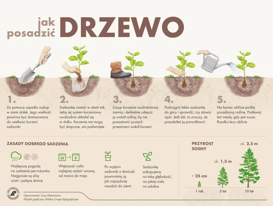 Nadleśnictwo Jarocin będzie rozdawało sadzonki