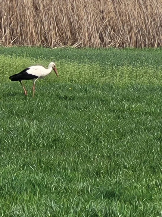 Bociany w powiecie gostyńskim zwiastują wiosnę