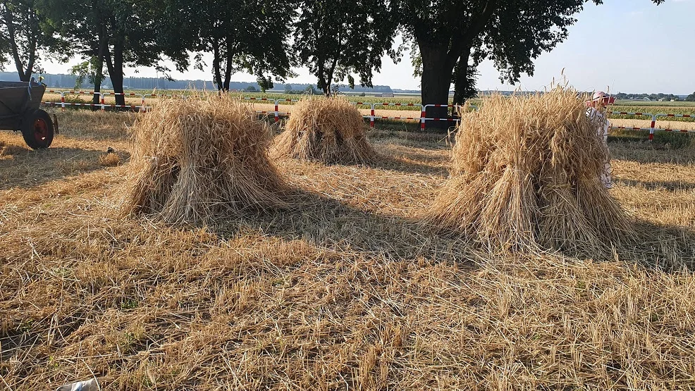 W Jedlcu zorganizowano wyjątkowe żniwa