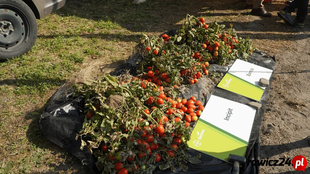 Święto Pomidora 2024. Plantatorzy spotkali się w Rogożewie - Zdjęcie główne