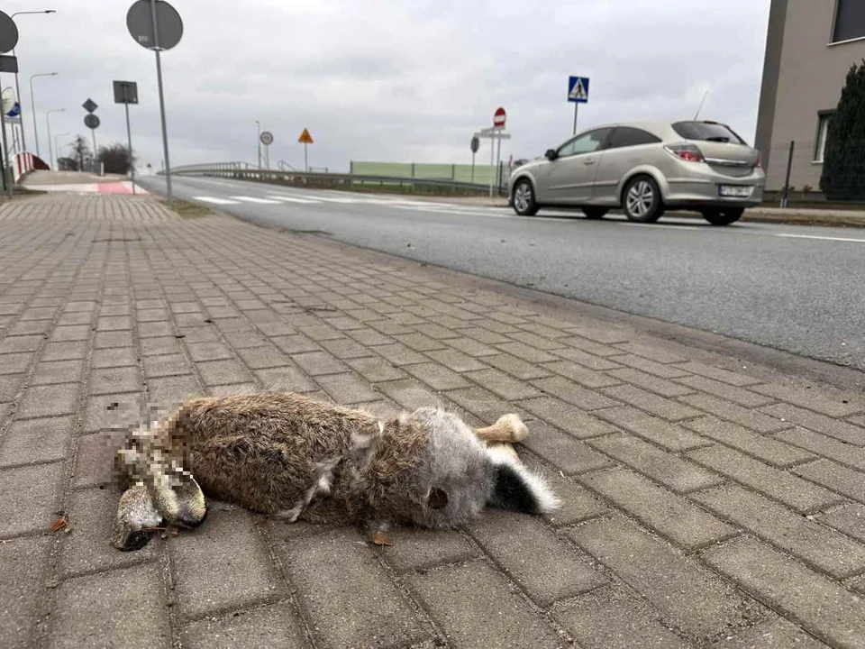 Gdzie zgłosić martwe zwierzęta na drogach? Wyjaśniamy - Zdjęcie główne